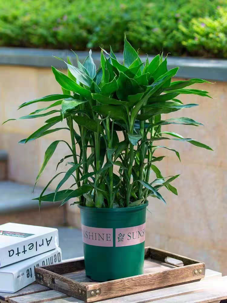 喜洋洋满屋花卉