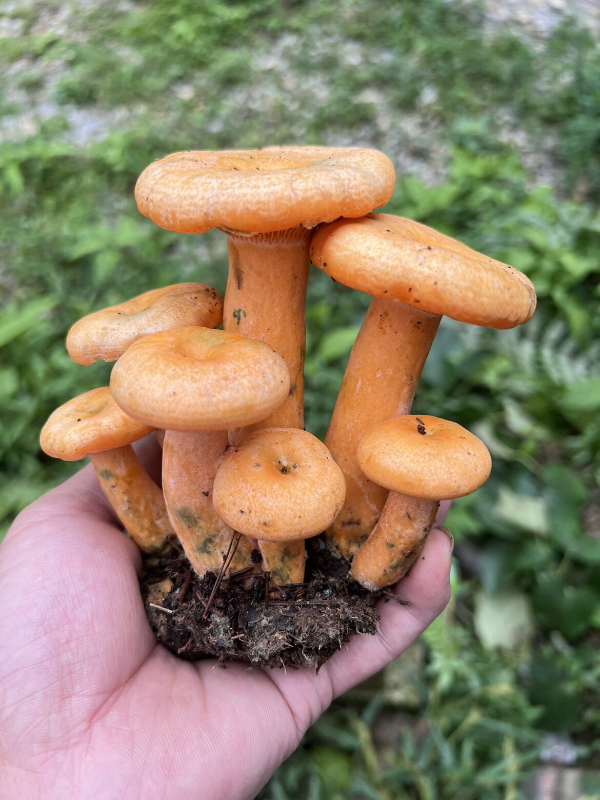 乐昌泛泛土特产