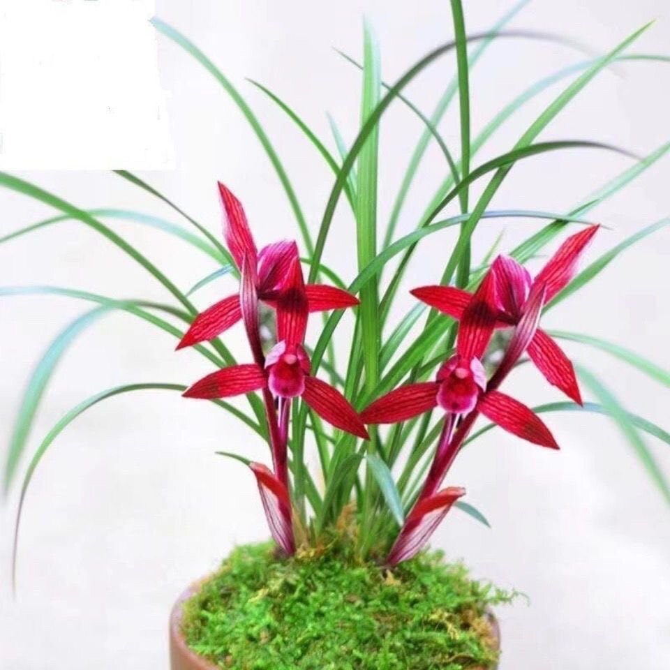 深山兰花