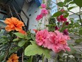 山东最爱小花
