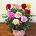 玲珑花卉园艺店