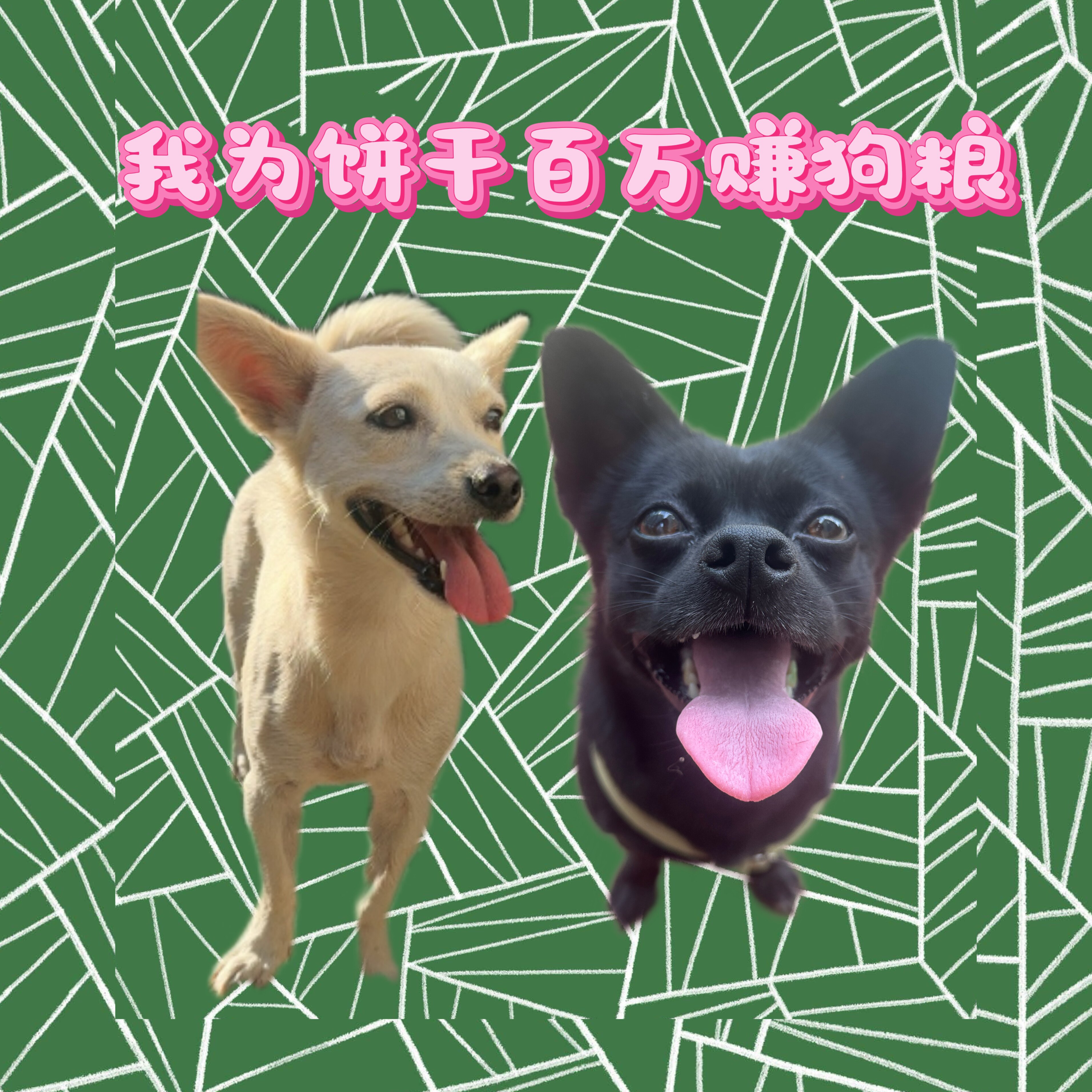饼干百万赚狗粮