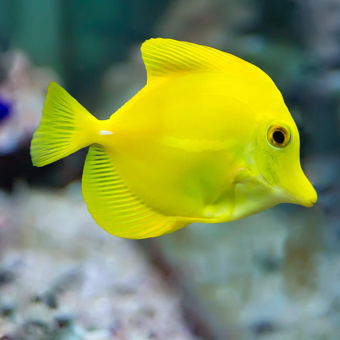 小谭水族馆