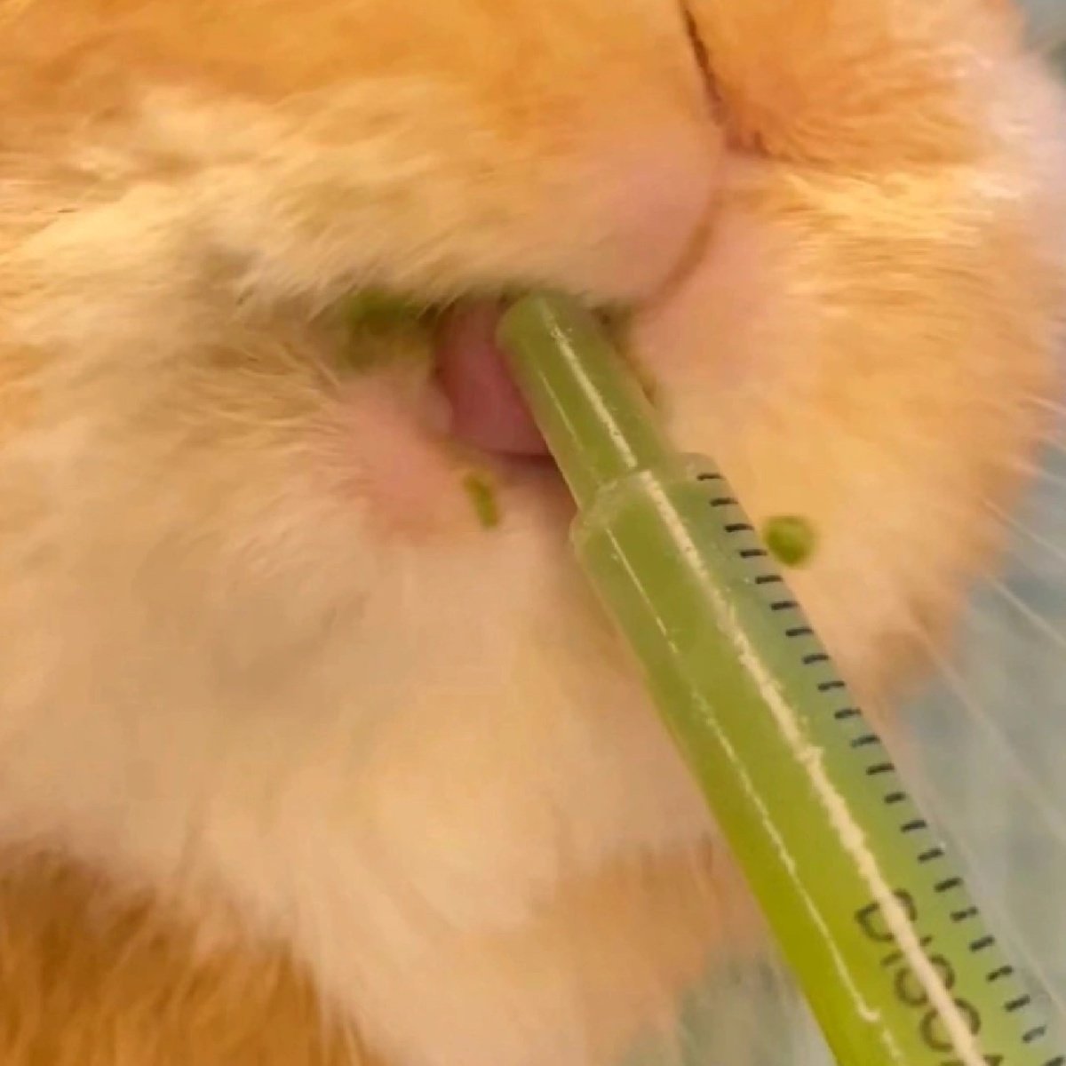 小宠的生命草粉