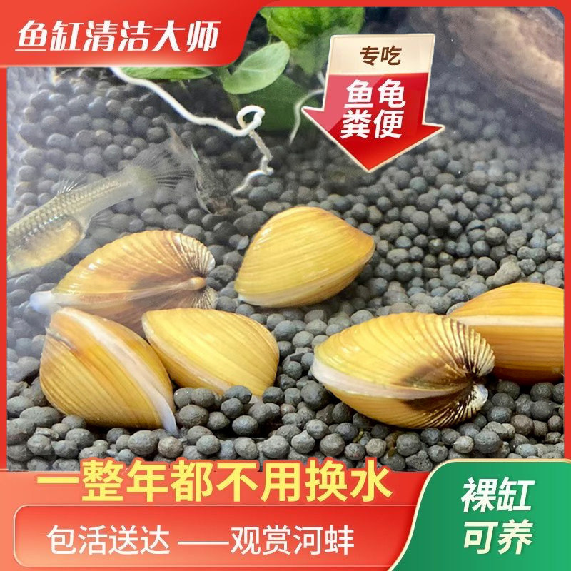 玥玥水族除藻