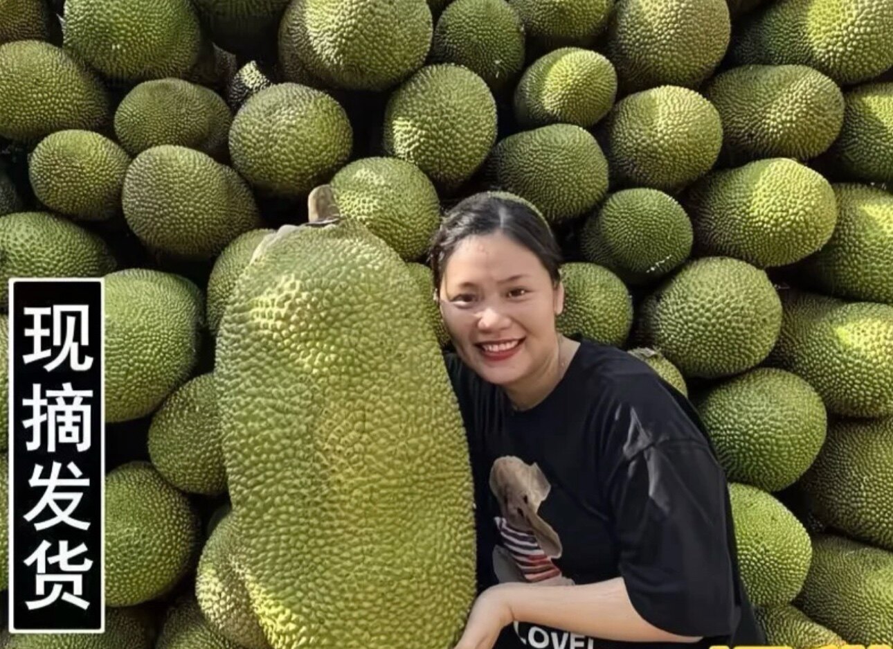 海南菠萝蜜种植基地直发