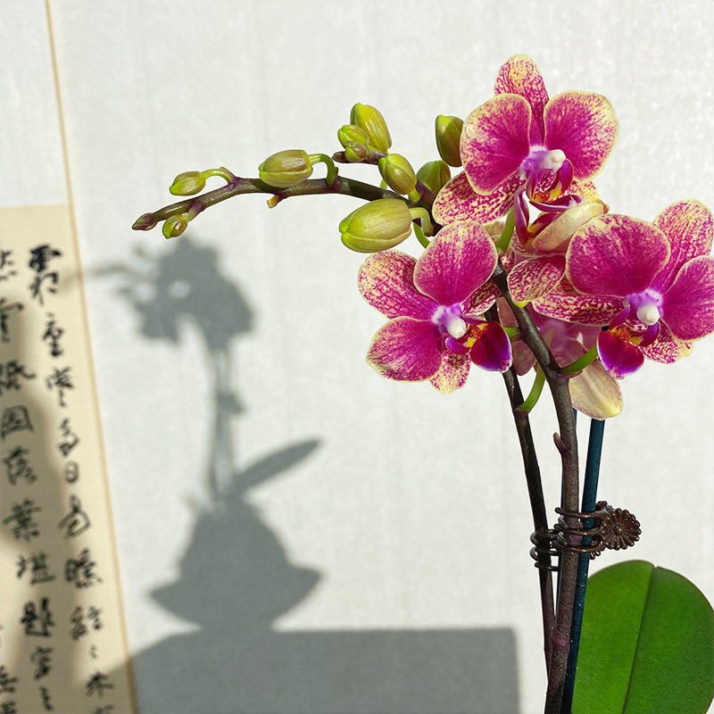 植得苔玉基地
