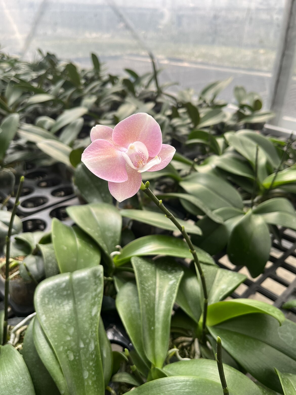 陌生的小花匠 店铺LOGO
