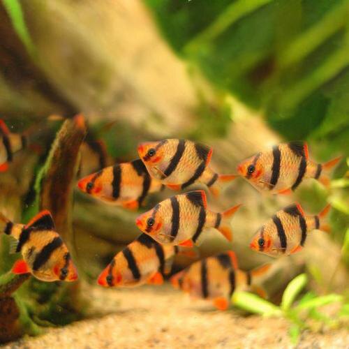 撒哈拉水族