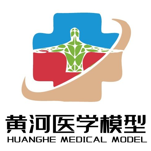 黄河实业医学教学模型