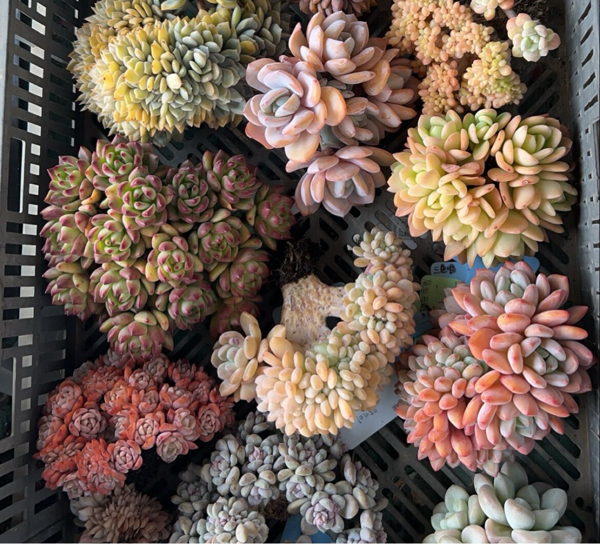 肯尼的多肉花园