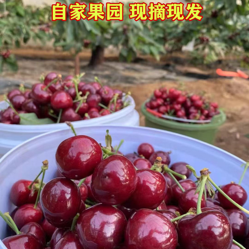 山东烟台大樱桃果园