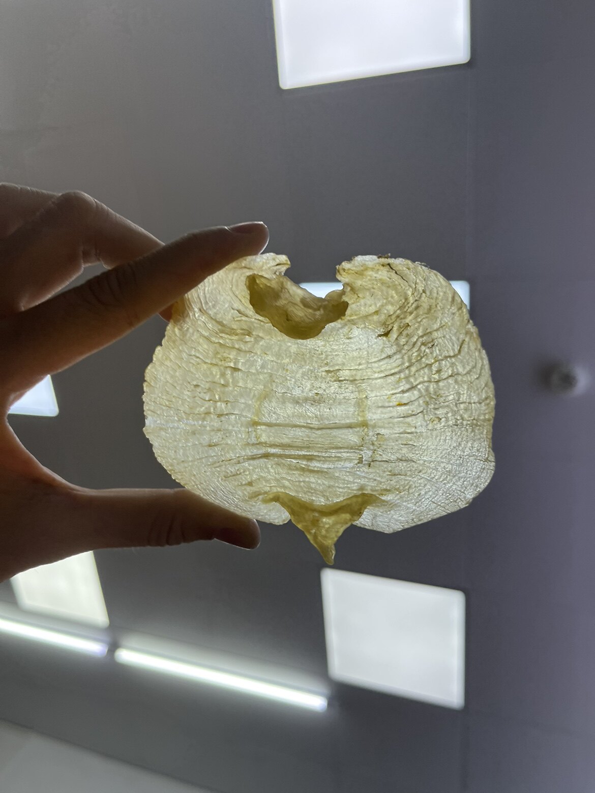 意家翡翠鱼胶燕窝