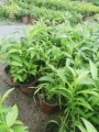 九号绿植盆栽店