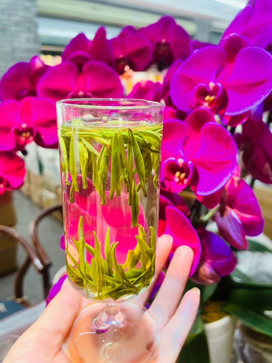 普洱茶生茶熟茶老茶