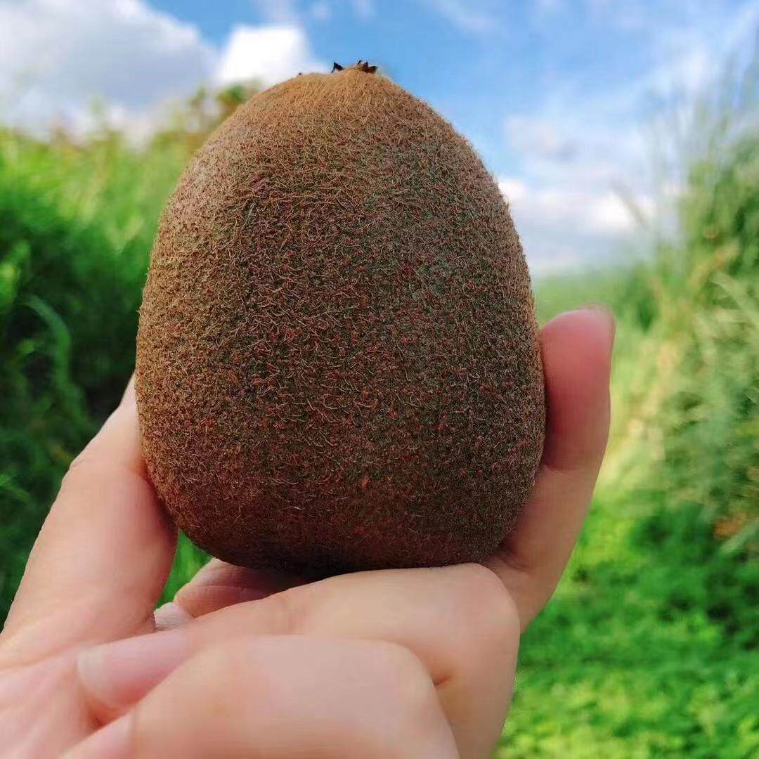 秦岭臻宝