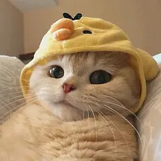 猫老大宠物坊