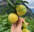 星辰果树苗木