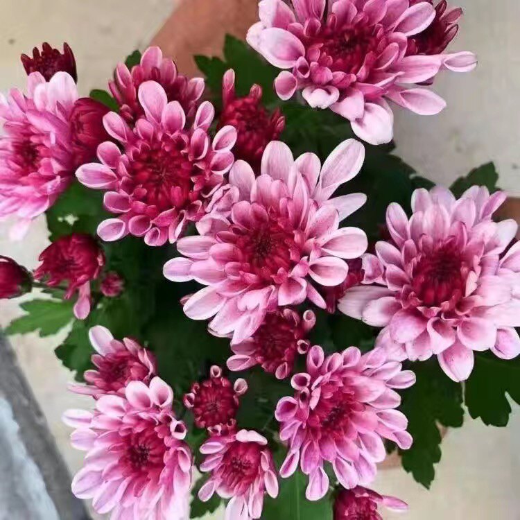 泠晞花卉店