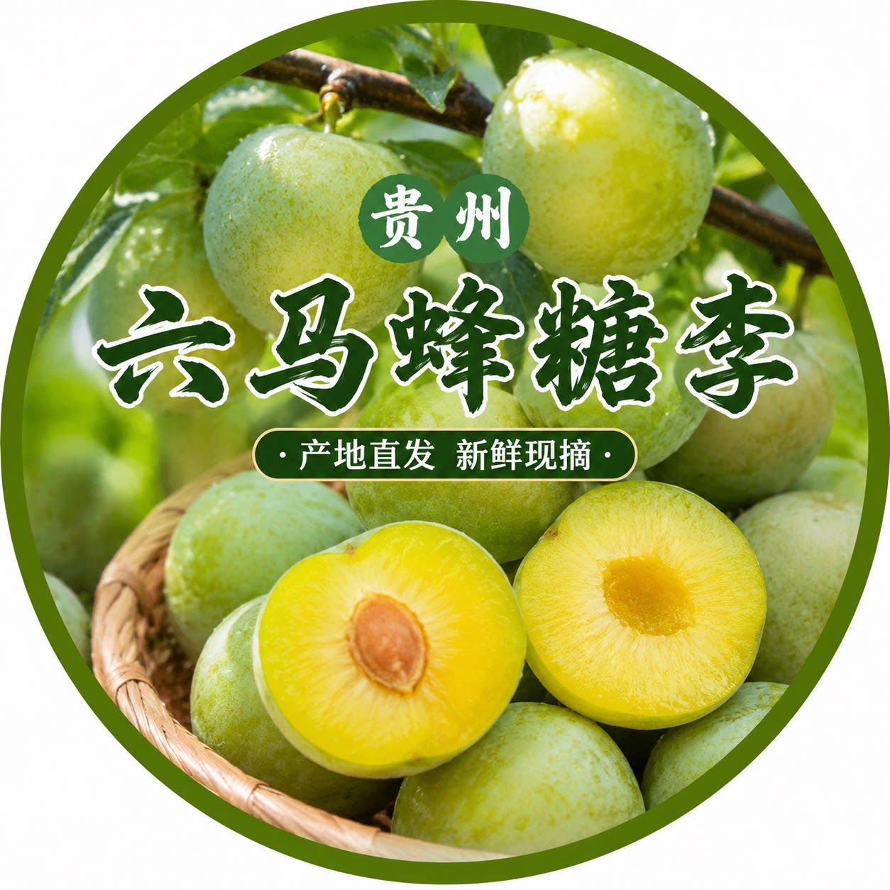 六马蜂糖李基地 二十年老店
