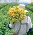 云南鲜花花苗种植基地