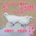 龙飞魔术鸽舍