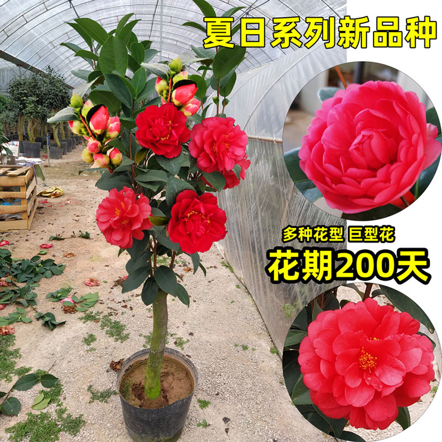 福建花乡园艺