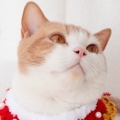 盒子里长猫 店铺LOGO