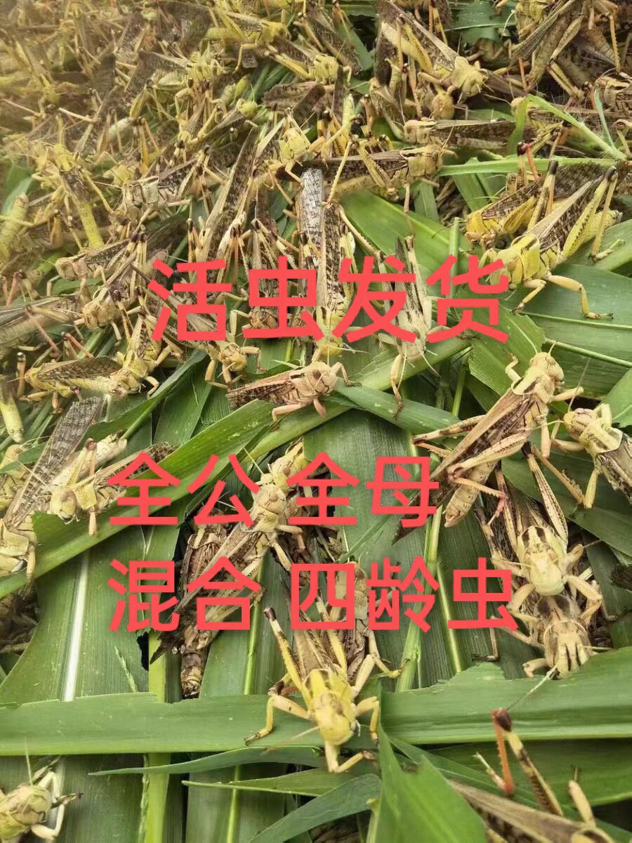 蚱蚱飞