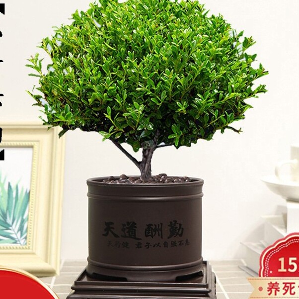 缤贤绿植