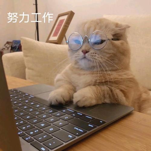 胖球猫咪食品铺