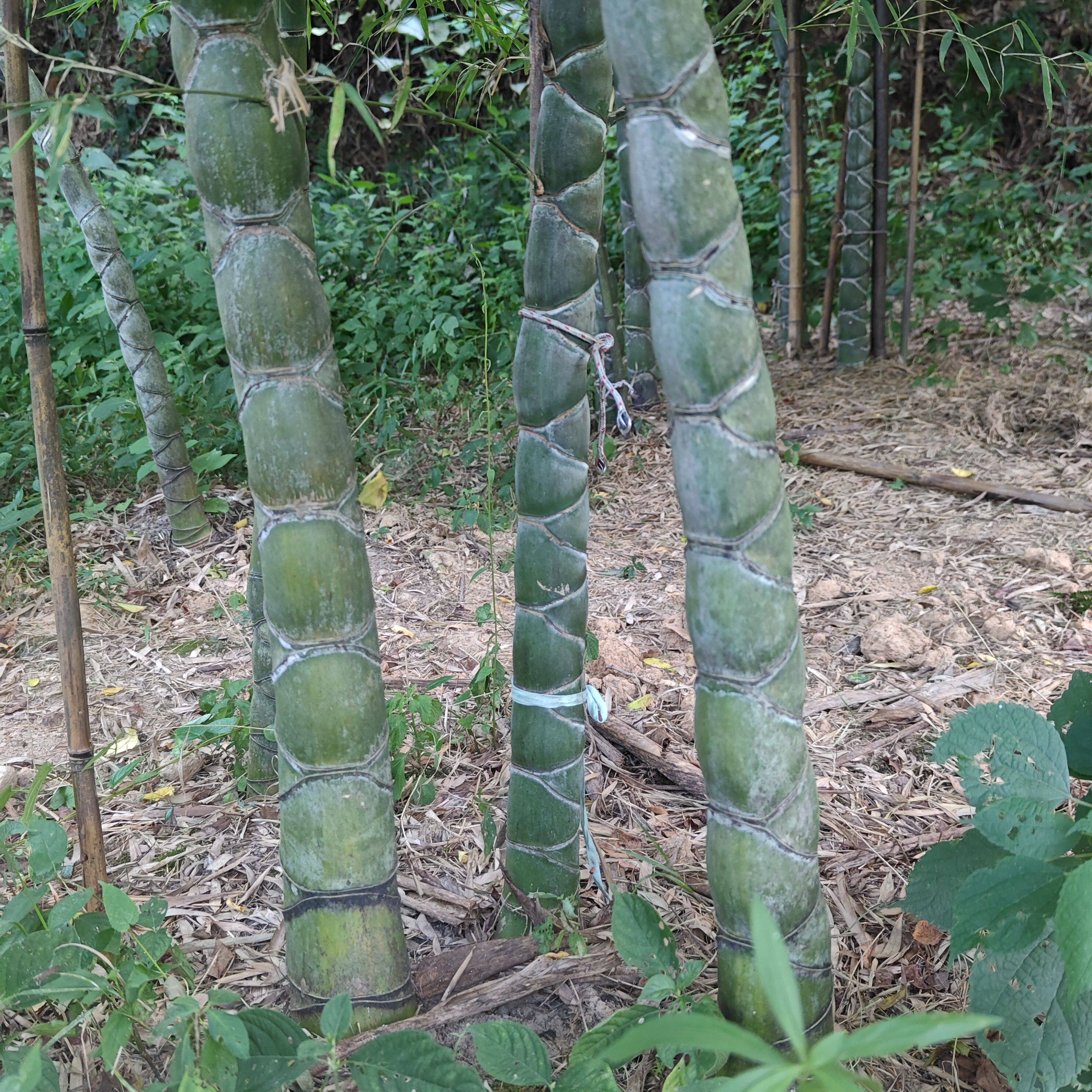 花开现真小小的百竹园
