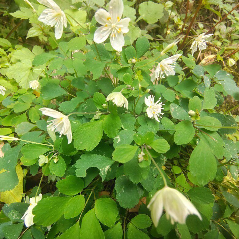 黔农百草