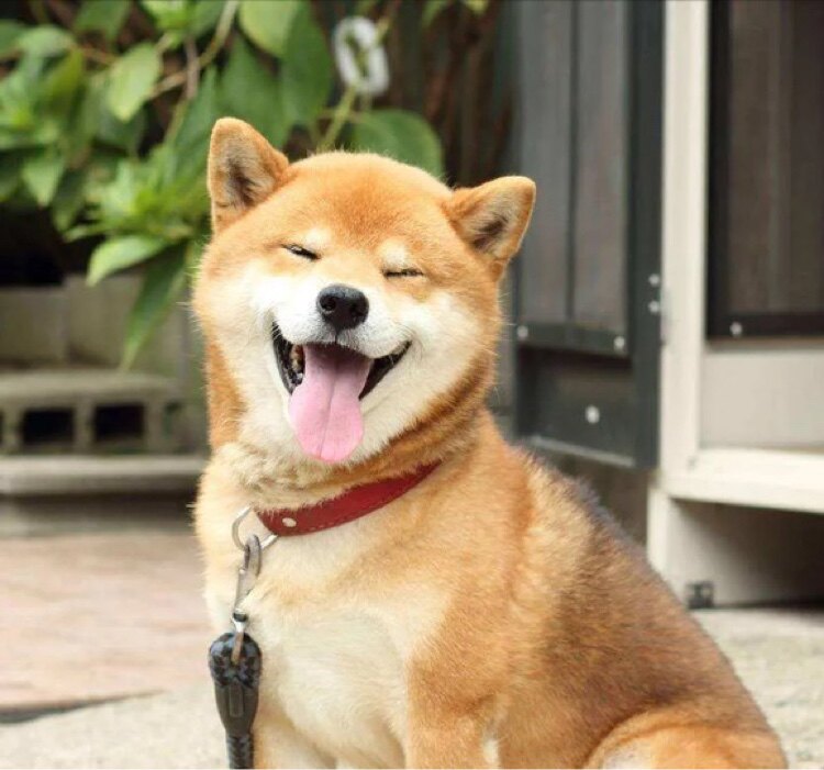 吴老狗的优惠铺