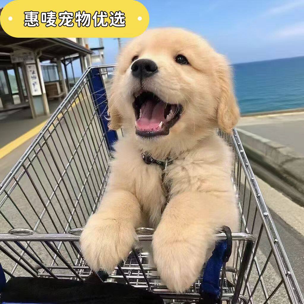 惠唛宠物优选