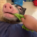 小猪食堂