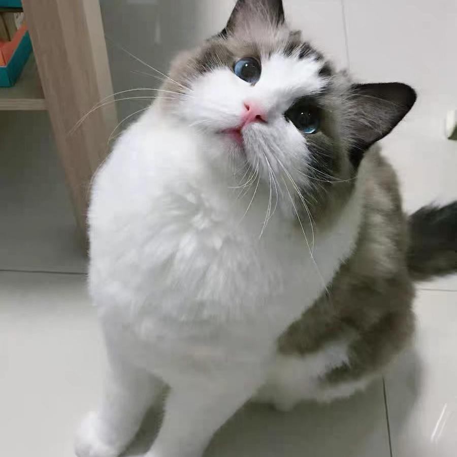 喵宠猫医