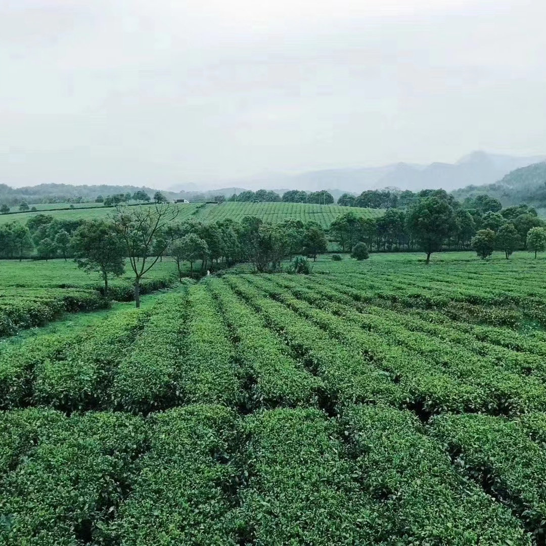沂蒙茶坊