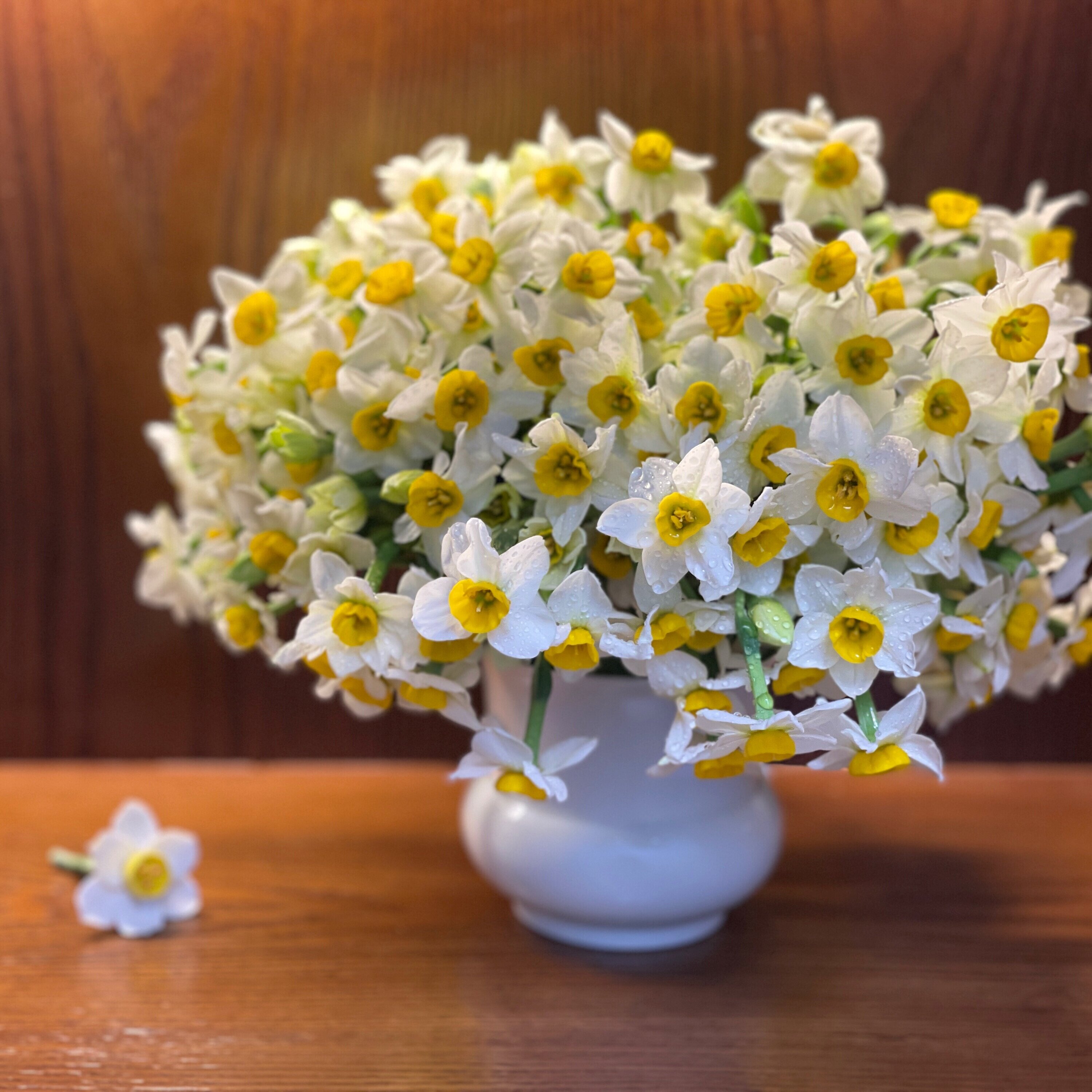 漳州水仙花店