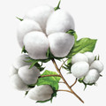 全纯棉时代Cotton