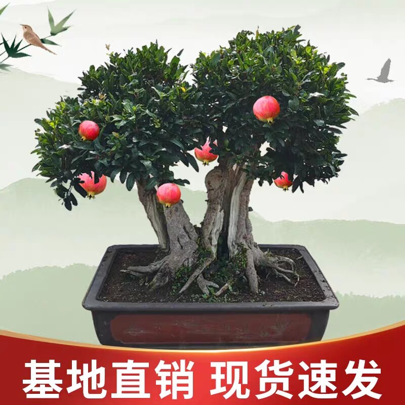 枣庄御尚石榴盆景园艺