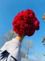 云朵花卉绿植园艺