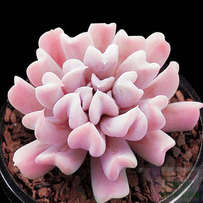梦境花苑