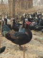 广西向阳禽苗