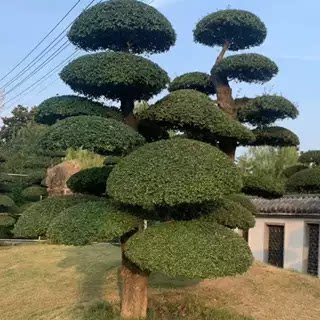 瀚纳精品园艺