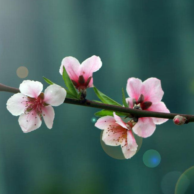 桃花源00