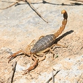 沂蒙山蝉蝎记蝎子哥