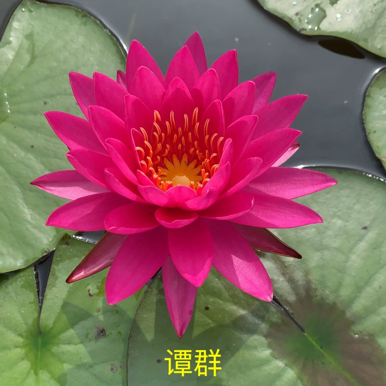四川睡莲种植基地