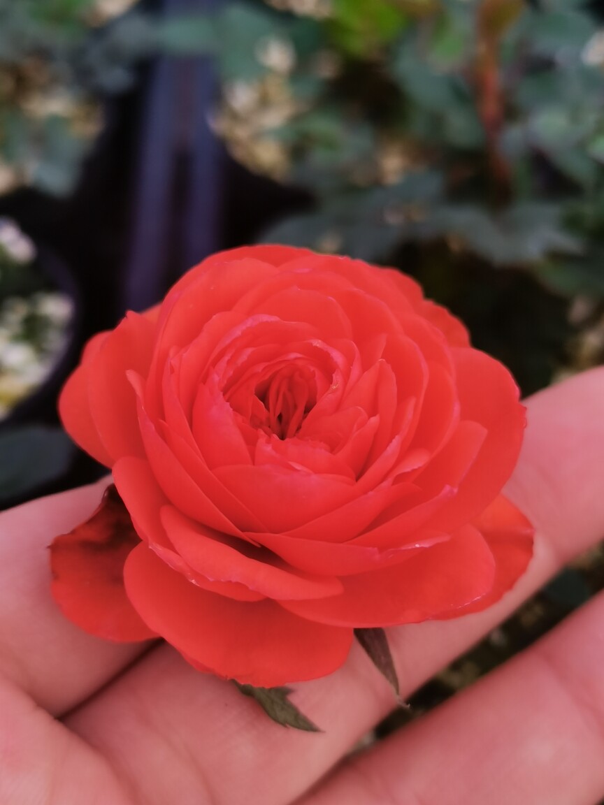 小淋绿植盆栽