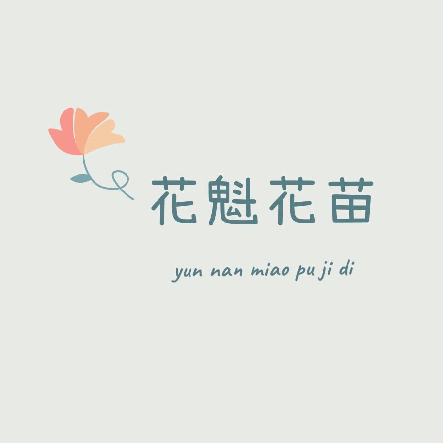 云南花魁花苗